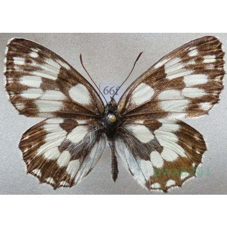 Melanargia galathea (Linnaeus, 1758) male Polowiec szachownica Czech66f